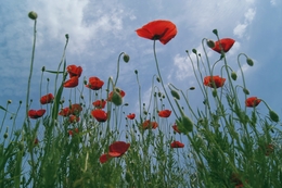 Poppy flowers 