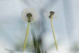 Dandelion 