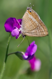 De flor em flor 