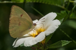 borboleta 