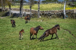 Lama da Missa - Montalegre 