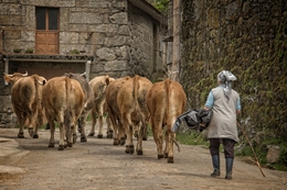 Castanheira da Chã - Montalegre 