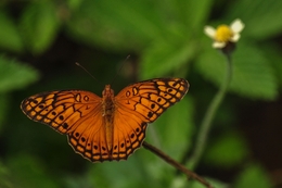 borboleta 