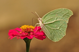 borboleta 