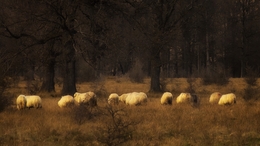 Sheep in the forest 