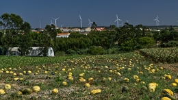 Abóboras e moinhos. 