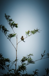 A little bird perching on bamboo 