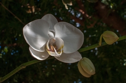 orquídea 