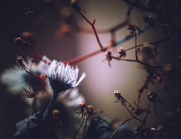 Dead flowers and bud flower 