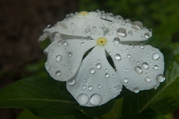 gotas iluminadas 