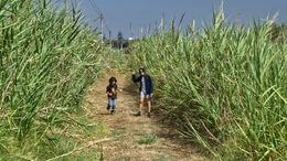 Caminhadas com netos 