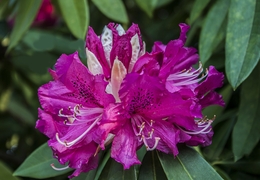 Flores de Rododendro 