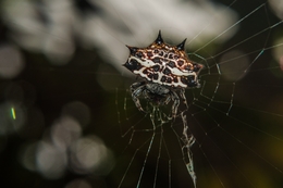 Spiny Orb-Weaver Spider 