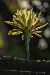 flor de cactus 