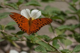 borboleta 