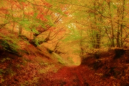 Autumn forest 