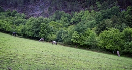 Cavalos em Barroso 