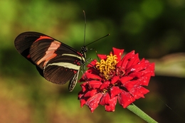 borboleta 