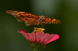 borboleta 