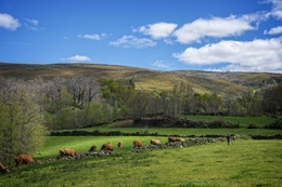 Lameiros do Barroso 