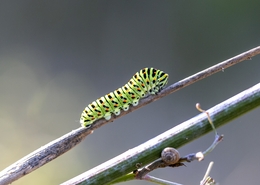 CRISÁLIDA DE VISTOSA BORBOLETA 