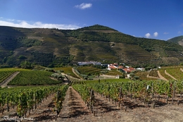 Alto Douro Vinhateiro 