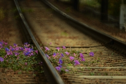Tracks and flowers. 