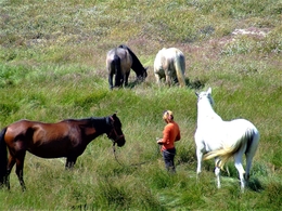 A Manina e os Cavalos. 