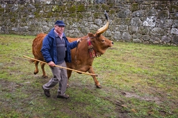 Passeando a vaca 