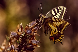 Borboleta 