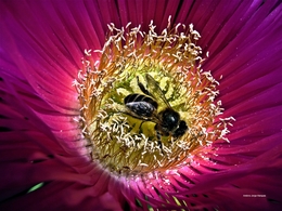 Uma Abelha na Flor. 