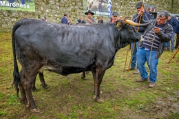 Feira dos Santos - Chaves 