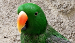 Papagaio 