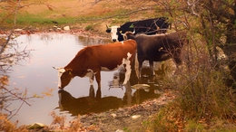 Cows 