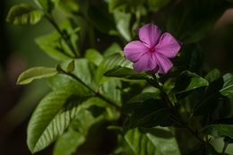 flor, luz e sombras 