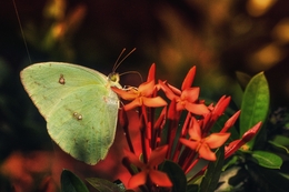 borboleta 