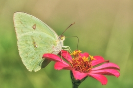 borboleta 