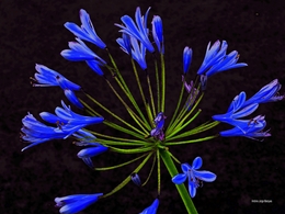 Flor Azul. 