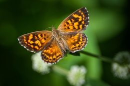 borboleta 