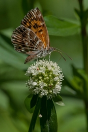 borboleta (perfil) 