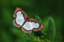 borboleta 