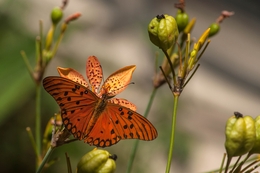 borboleta 