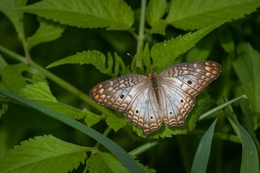 borboleta 