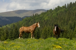 Mountain horses 