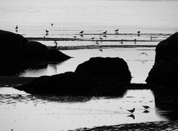 Birds&Rocks&Water... 