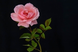 Rosa Rosa 
