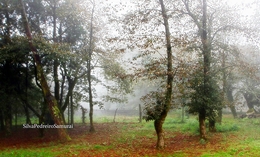 MANHÃ DE NEVOEIRO  . 