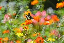 Butterflies flying in a flower field_ 