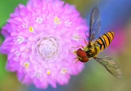 Hoverfly and Globe amaranth 