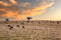 Alentejo 